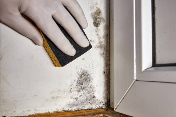 Best Mold Remediation for Healthcare Facilities  in Conley, GA